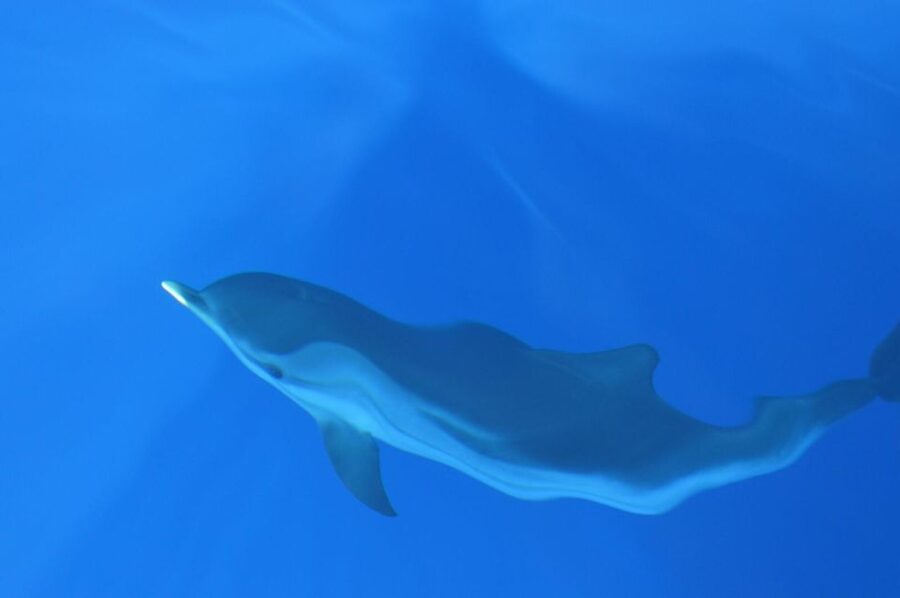 Genoa: Pelagos Sanctuary Whale Watching Cruise - When Calm Seas Win: Practical Tips for Comfort and Viewing