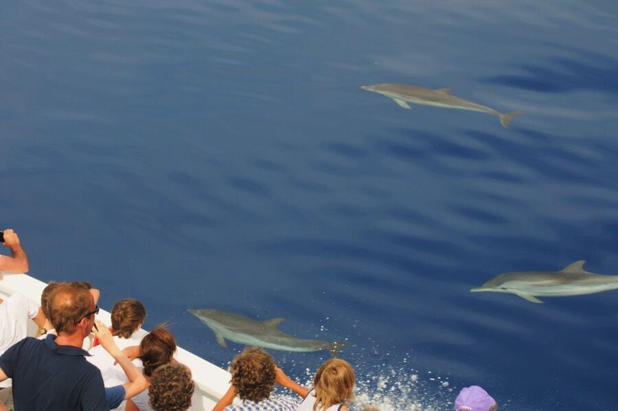 Genoa: Pelagos Sanctuary Whale Watching Cruise - Timing and Seasonal Odds: April to October From Porto Antico