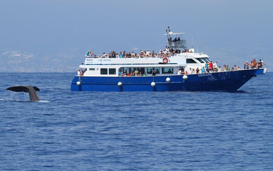 Genoa: Pelagos Sanctuary Whale Watching Cruise - Price and Value at About $51 Per Person