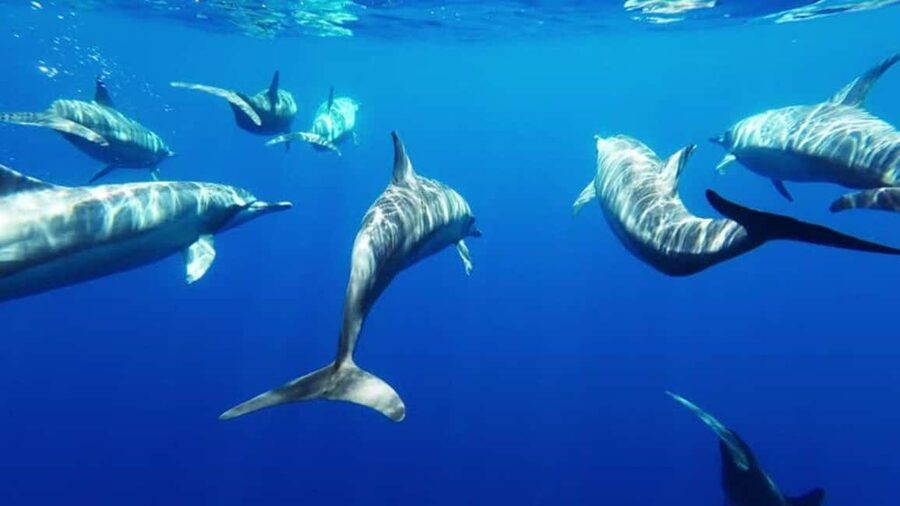 Giardini Naxos: Semi-Submarine Tour to Isola Bella - Key Things to Know Before Your Semi-Submarine Tour