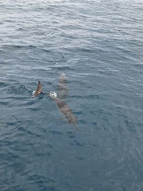 Giardini Naxos Taormina: Dolphin Watching Sunset Tour - Price and value: is $56.94 per person a good deal?
