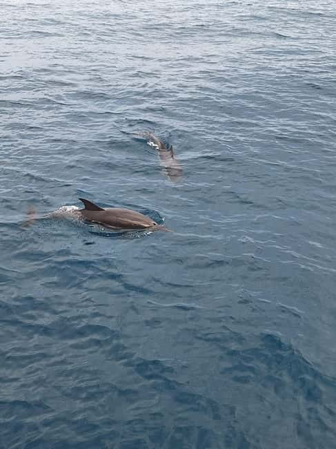 Giardini Naxos Taormina: Dolphin Watching Sunset Tour - The Cave of Love and the Blue Cave stops (what to watch for)