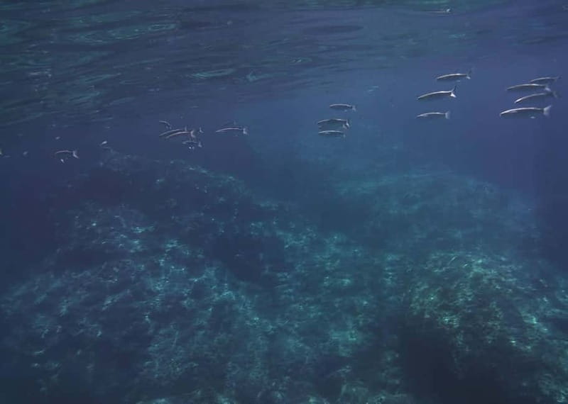 Giardini Naxos Taormina: Dolphin Watching Sunset Tour - Dolphin watching at sunset: how the search works