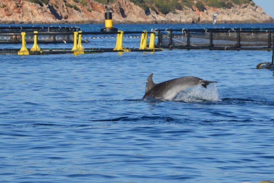 Golfo Aranci: Dolphin Watching and Snorkeling Boat Tour - Cala Greca, Cala Moresca, and Figarolo Island Snorkeling Stops