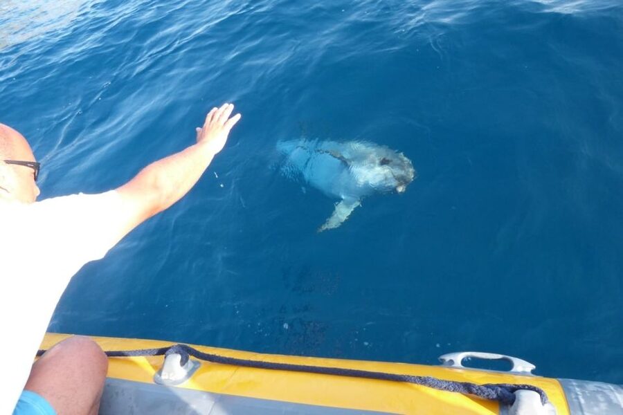 Golfo Aranci: Dolphin Watching and Snorkeling Boat Tour - Practical Tips Before You Go (So You Enjoy More)