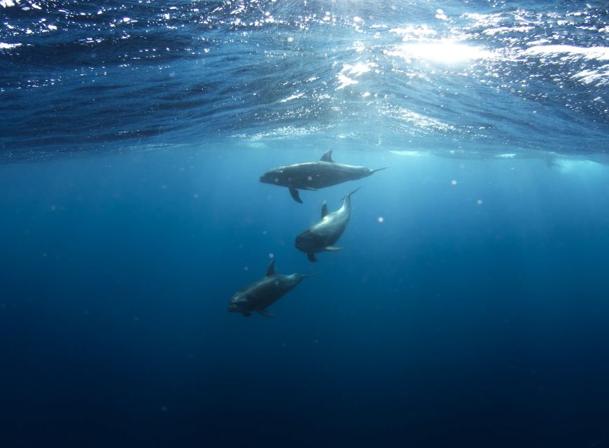 Golfo Aranci: Dolphin Watching and Snorkeling Boat Tour - How Dolphin Watching Works Here (and Why the Rules Matter)