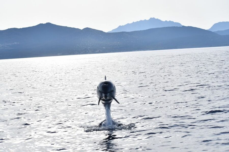 Golfo Aranci: Eco-Friendly Dolphin Watching Boat Trip - Key things to know before you go