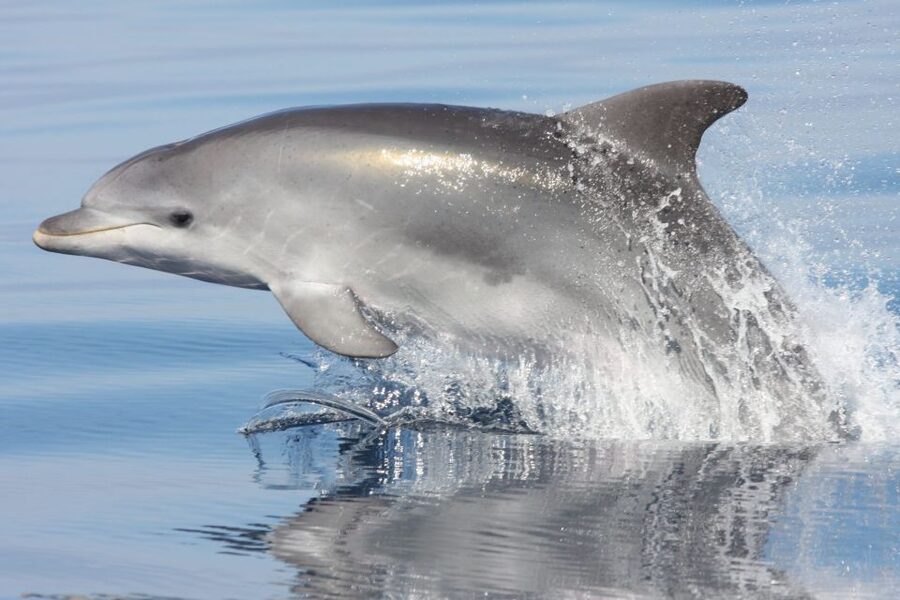 Golfo Aranci: Eco-Friendly Dolphin Watching Boat Trip - The 1.5-Hour Dolphin Hunt Route: What Happens After You Set Off