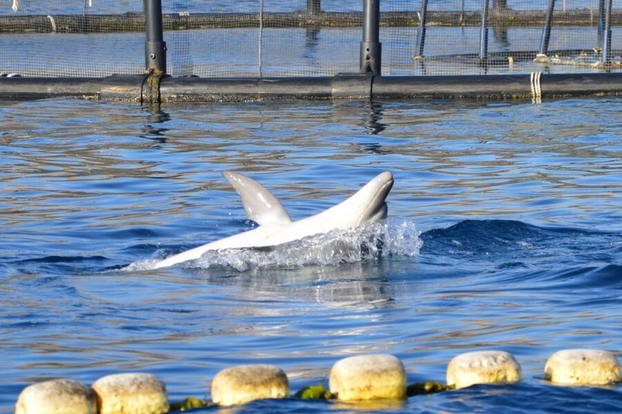 Golfo Aranci: Eco-Friendly Dolphin Watching Boat Trip - Figarolo, Fish Farms, and Why Sea Bass and Sea Bream Matter