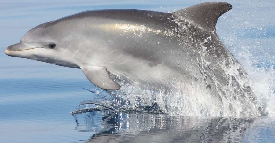 Golfo Aranci: Eco-Friendly Dolphin Watching Boat Trip - From DST Sardegna to the Zodiac: Getting on the Water Fast