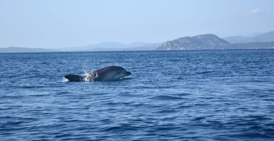 Golfo Aranci: Kayak Tour with Dolphins and Aperitif - Safety, Comfort, and What to Bring for a Smooth Trip