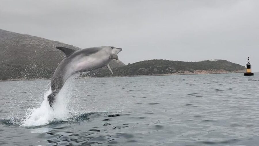 Golfo Aranci: Small group Kayak tour with Aperitif &dolphins - Morning vs sunset: two different moods, same 3-hour structure