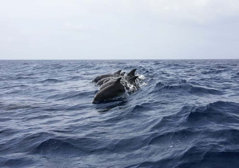 Golfo Aranci: Tavolara and Molara Snorkeling Dinghy Tour - Punta Spalmatore, the Sand-Bar Break, and the Small Comforts