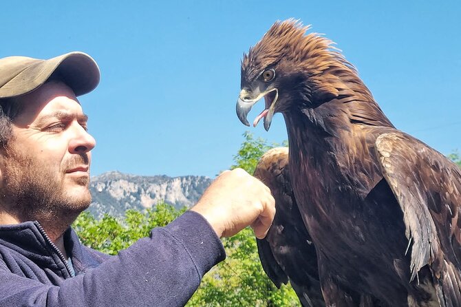 Interactive Educational Course on Birds of Prey - Key highlights you’ll feel right away