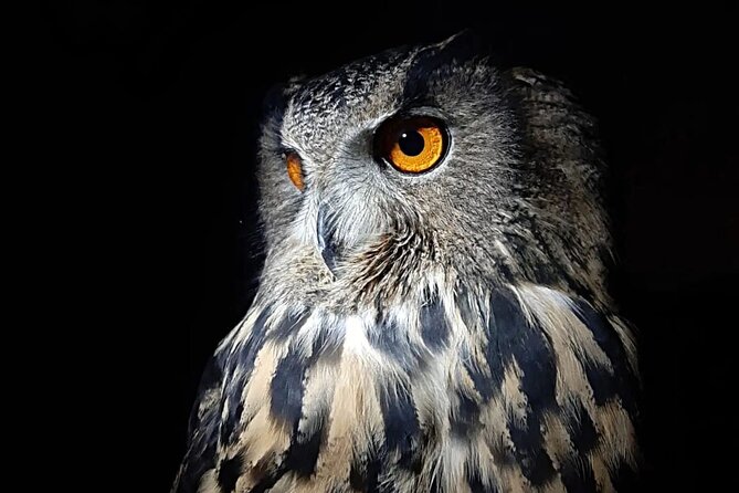 Interactive Educational Course on Birds of Prey - Pollino Mountains HQ: getting there without stress