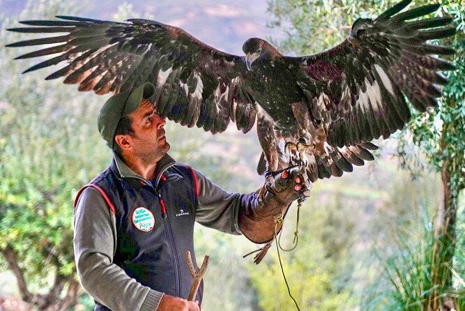 Interactive Educational Course on Birds of Prey - Abel, l’Aquila Reale: the closing close-up moment