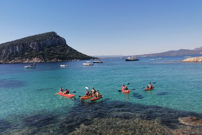 Kayak tour with aperitif and dolphins - Figarolo Island aperitif and dolphin spotting near the fish farm
