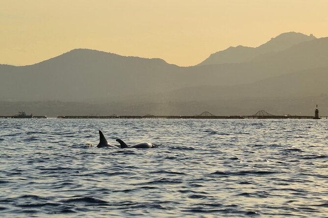 Kayak tour with aperitif and dolphins - Group size, privacy, and how to avoid the common trip annoyances