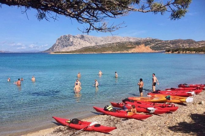 Kayak Tour with Snorkeling and Local Aperitif - Wildlife watching, dolphins, and birds, without the pressure
