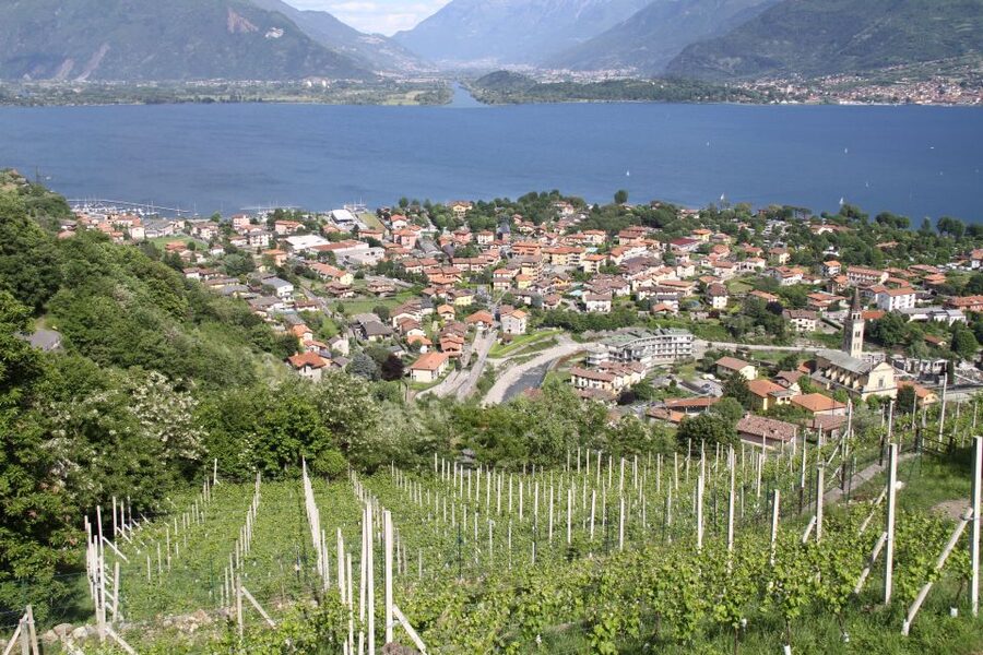 Lake Como: Winery Tour with Wine Tasting - The 1.5-hour flow: what you actually do, step by step