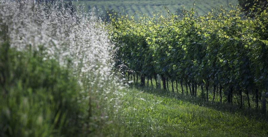 Lake Garda: Wine Tour and Tasting Experience in Bardolino - The tasting lineup: 2 reds, 2 whites, and local pairings