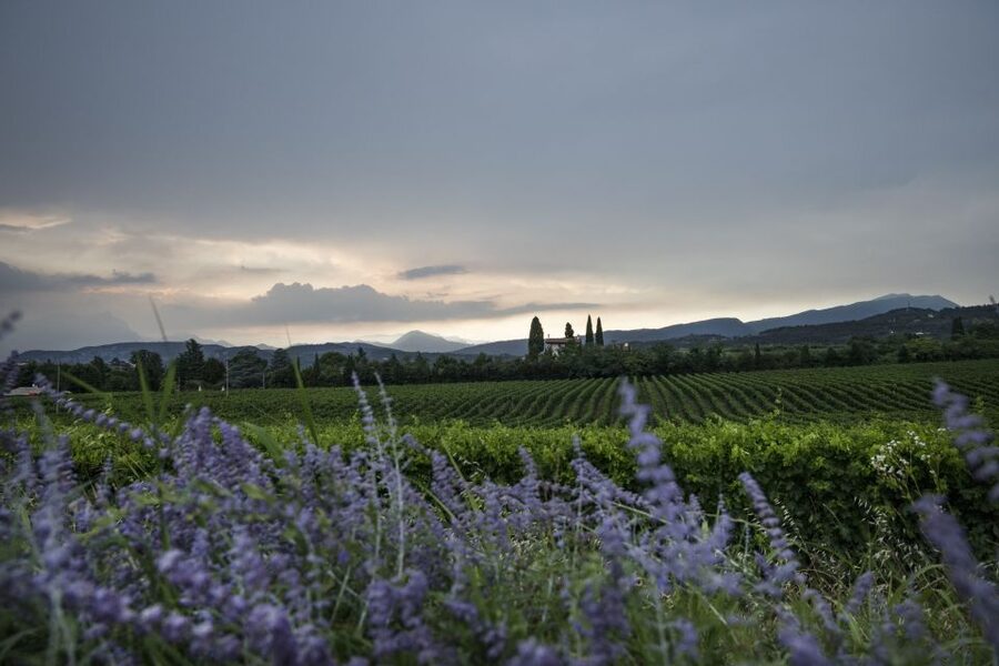 Lake Garda: Wine Tour and Tasting Experience in Bardolino - Practical tips so your visit goes smoothly