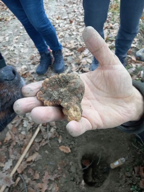 Langhe: Truffle Hunting Experience - Key things to know before you go