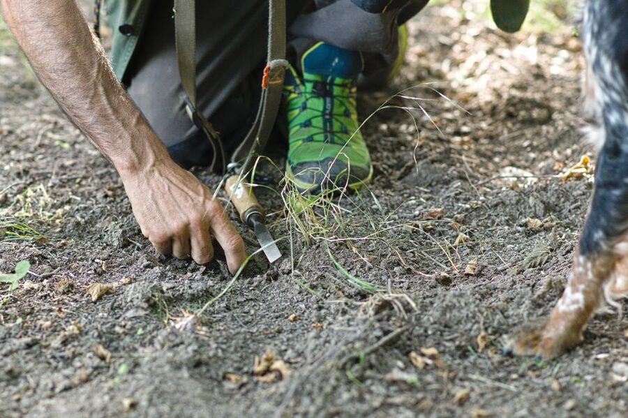 Langhe: Truffle Hunting Experience - Langhe truffle hunting, the real reason it feels different