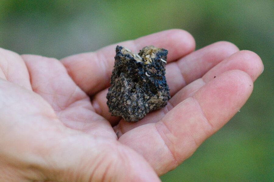 Langhe: Truffle Hunting Experience - White vs black truffles in Piedmont, what to understand before you buy