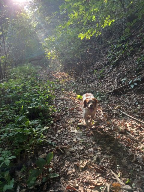 Langhe: Truffle Hunting Experience - What the hunt feels like: steep paths, mud, and the gear that matters