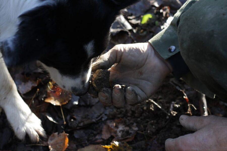 Langhe: Truffle Hunting Experience - How the day flows: meeting spots, a short pause, then the winery