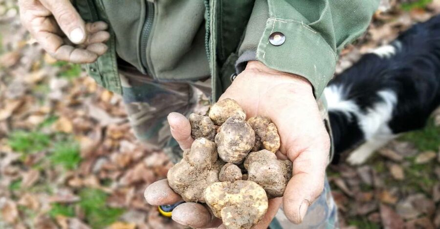 Langhe: Truffle Hunting Experience - Price and value: what $94 includes, and what can add up