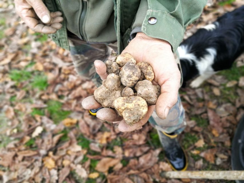 Langhe: Truffle Hunting Experience - Who should book this Langhe truffle hunting experience