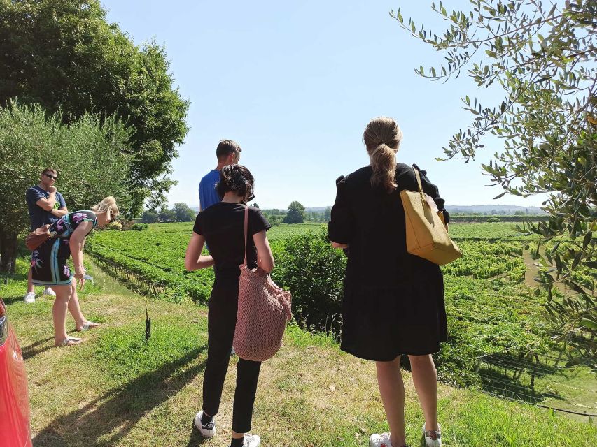 Lazise: Winery Tour with Garda Wines and Food Tasting - Vineyard Walk in Lazise: Seeing the Grapes Behind Bardolino and Chiaretto
