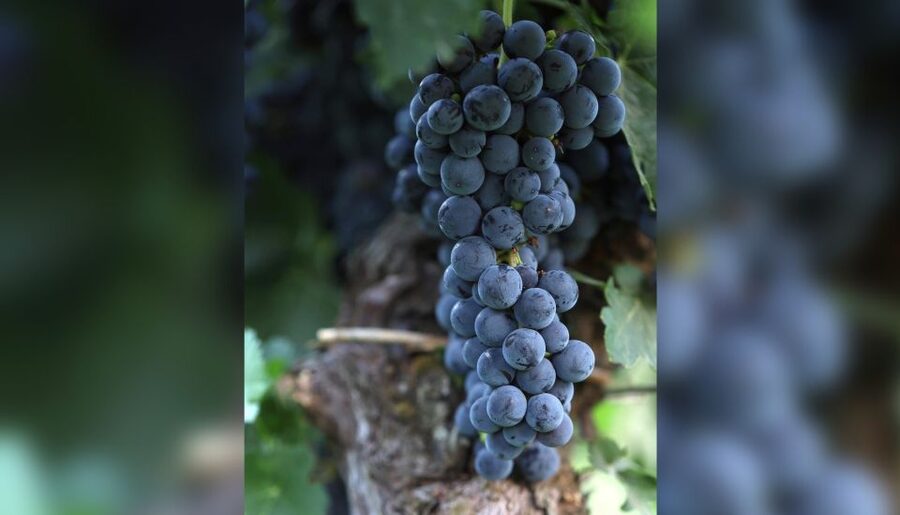 Lucca: Guided Winery Tour with Wine Tasting - Tenuta Adamo Winery, just outside Lucca
