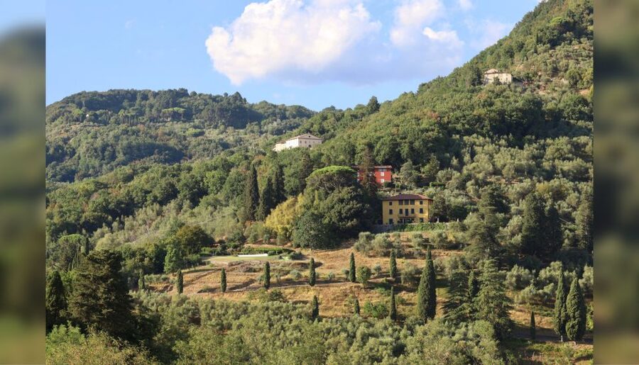 Lucca: Guided Winery Tour with Wine Tasting - Walking the vineyard and olive trees (short, friendly, and accessible)