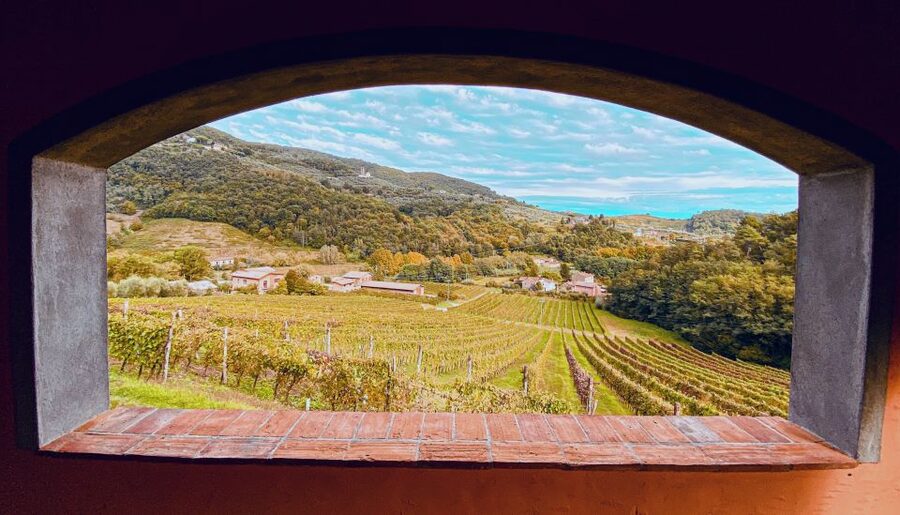 Lucca: Guided Winery Tour with Wine Tasting - Meet the people: how guides like Lisa and Antonio keep it lively
