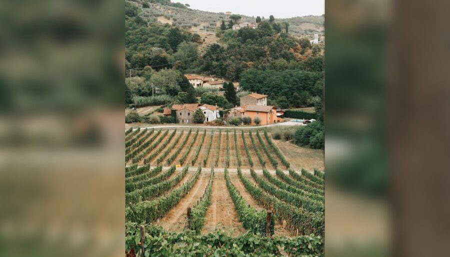 Lucca: Guided Winery Tour with Wine Tasting - Groups, terrace pacing, and the one drawback to plan around