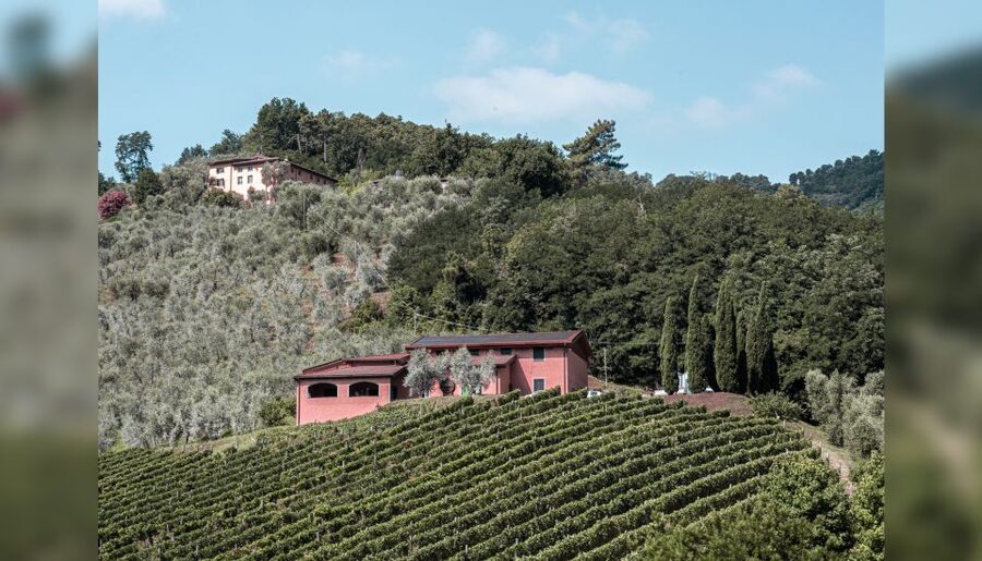 Lucca: Guided Winery Tour with Wine Tasting - Food options: breadsticks included, light upgrades if you ask