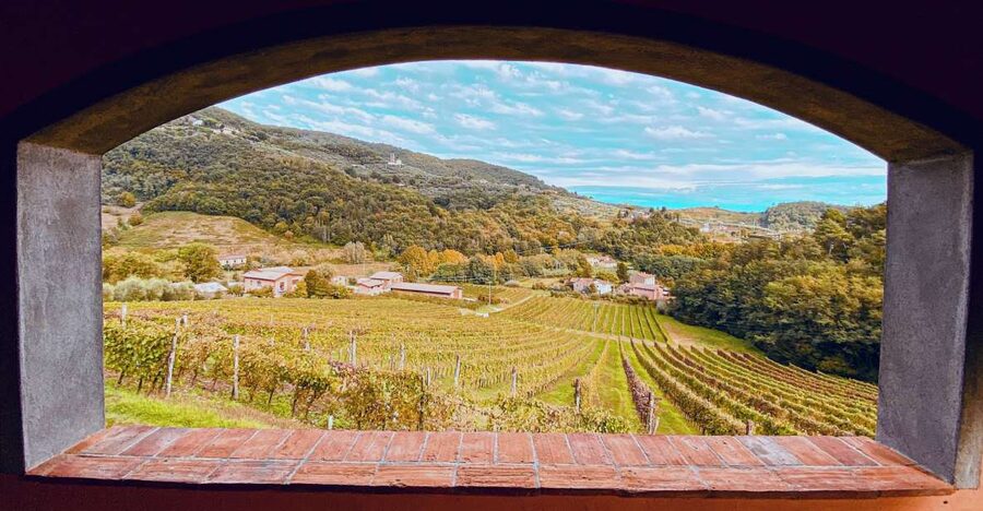 Lucca: Guided Winery Tour with Wine Tasting - Price and value: what you actually get for $29