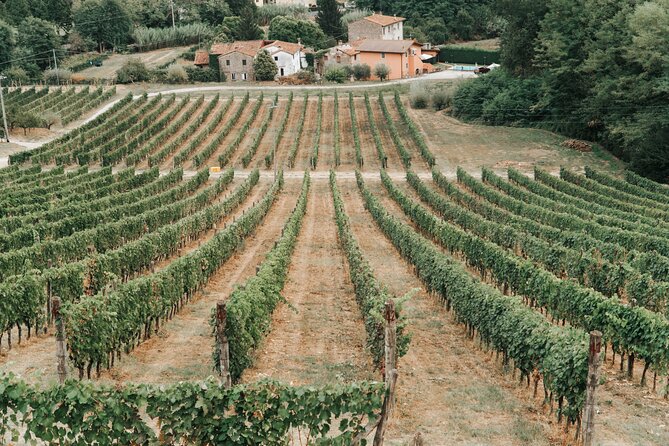 Lucca: Wine Tasting Experience - Tenuta Adamo Winery - Price and value: why this one is easy to recommend