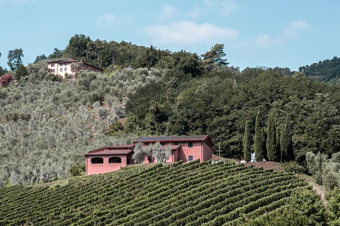 Lucca: Wine Tasting Experience - Tenuta Adamo Winery - Getting there from Lucca: steep roads, buses, and pickup options