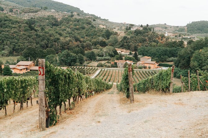 Lucca: Wine Tasting Experience - Tenuta Adamo Winery - Terrace tasting in the Lucca hills: wines, olive oil, and views