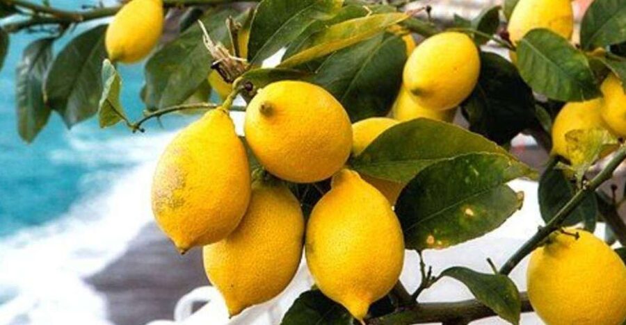 Maiori: Amalfi Coast Path of Lemons Day Trip with Tastings - Key things that make this tour special