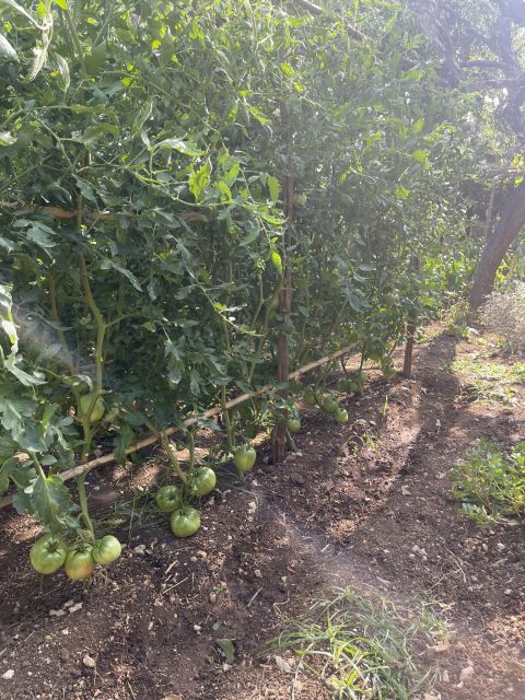 Maiori: Amalfi Coast Path of Lemons Day Trip with Tastings - Giovanni Ruocco’s lemon farm: where the tastings make sense