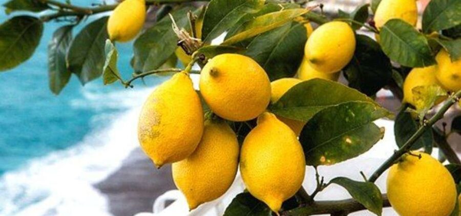 Maiori: Amalfi Coast Path of Lemons Day Trip with Tastings - Maiori start and the uphill reality: what the first steps feel like