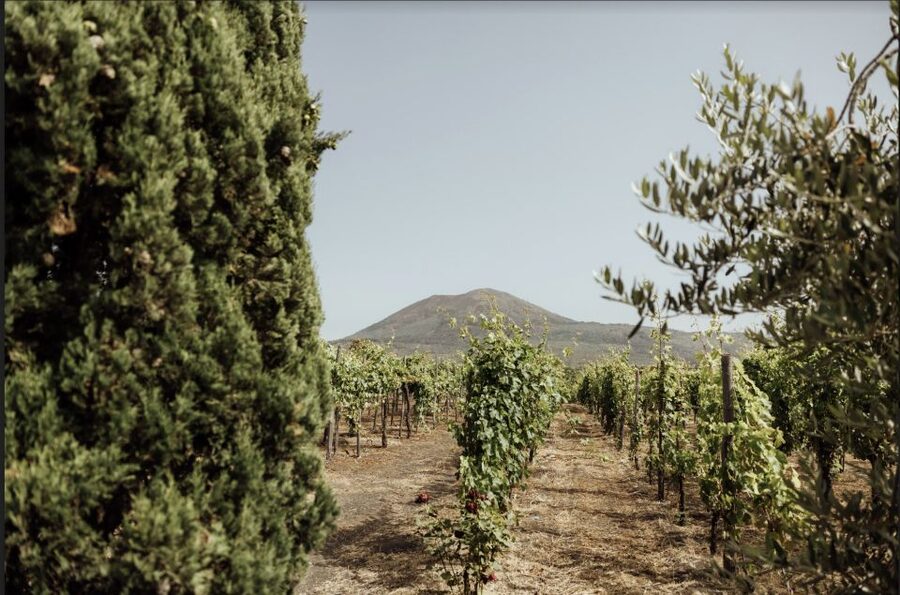 Mount Vesuvius: Vineyard Tour with Wine Tasting and Lunch - Key highlights that matter