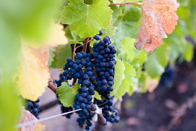 Mt Etna and Wine tasting tour from Catania - The EtnaTribe start, how the day gets set up