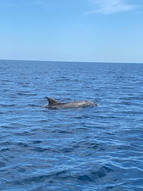 Olbia: Boat tour to watch Dolphins and snorkeling - Key highlights worth planning for
