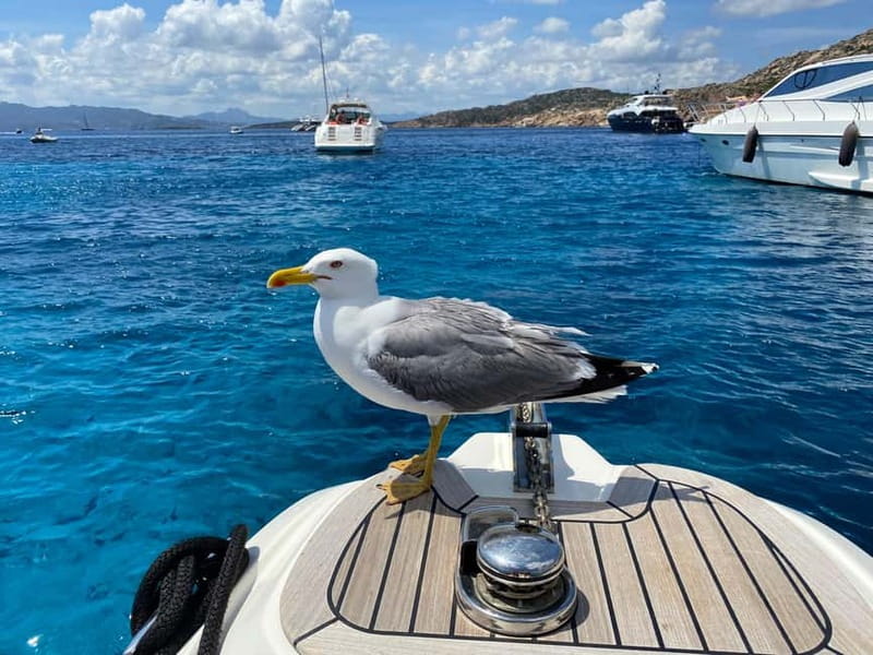 Olbia: Boat tour to watch Dolphins and snorkeling - Snorkeling at Cala Moresca (Figarolo): Clear Water, Real Fish, Provided Gear